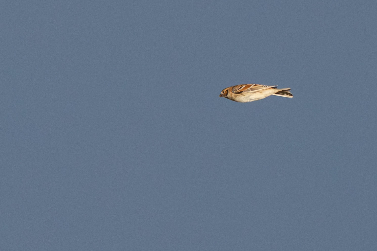Lapland Longspur (Calcarius lapponicus), photo 2
