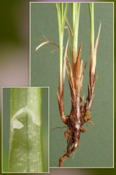 Foto af Knold-star (Carex nigra var. recta) | Standardfoto