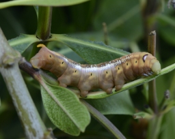 Foto af Oleandersværmer (Daphnis nerii) | Larve