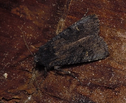 Foto af Større sortugle (Aporophyla nigra) | Han
