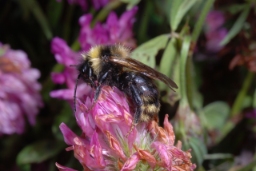Foto af Agersnyltehumle (Bombus campestris) | Hun