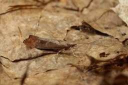 Foto af Glyphotaelius pellucidus (Glyphotaelius pellucidus) | Hun