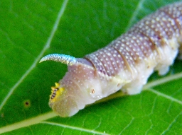 Foto af Aftenpåfugleøje (Smerinthus ocellata) | Larve