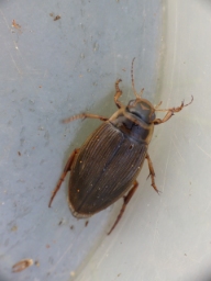 Foto af Hedevandkalv (Dytiscus lapponicus) | Hun