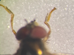 Foto af Stor bredfodsflue (Platycheirus peltatus) | Detalje