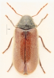 Foto af Hyperisus plumbeum (Hyperisus plumbeum) | Hun