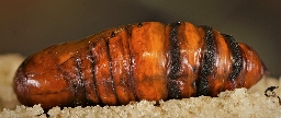 Foto af Nøgle-landmand (Agrotis clavis) | Puppe