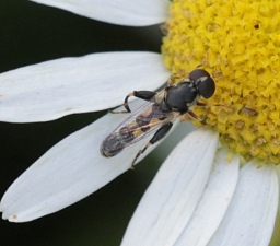 Foto af Kompost-svirreflue (Syritta pipiens) | Han