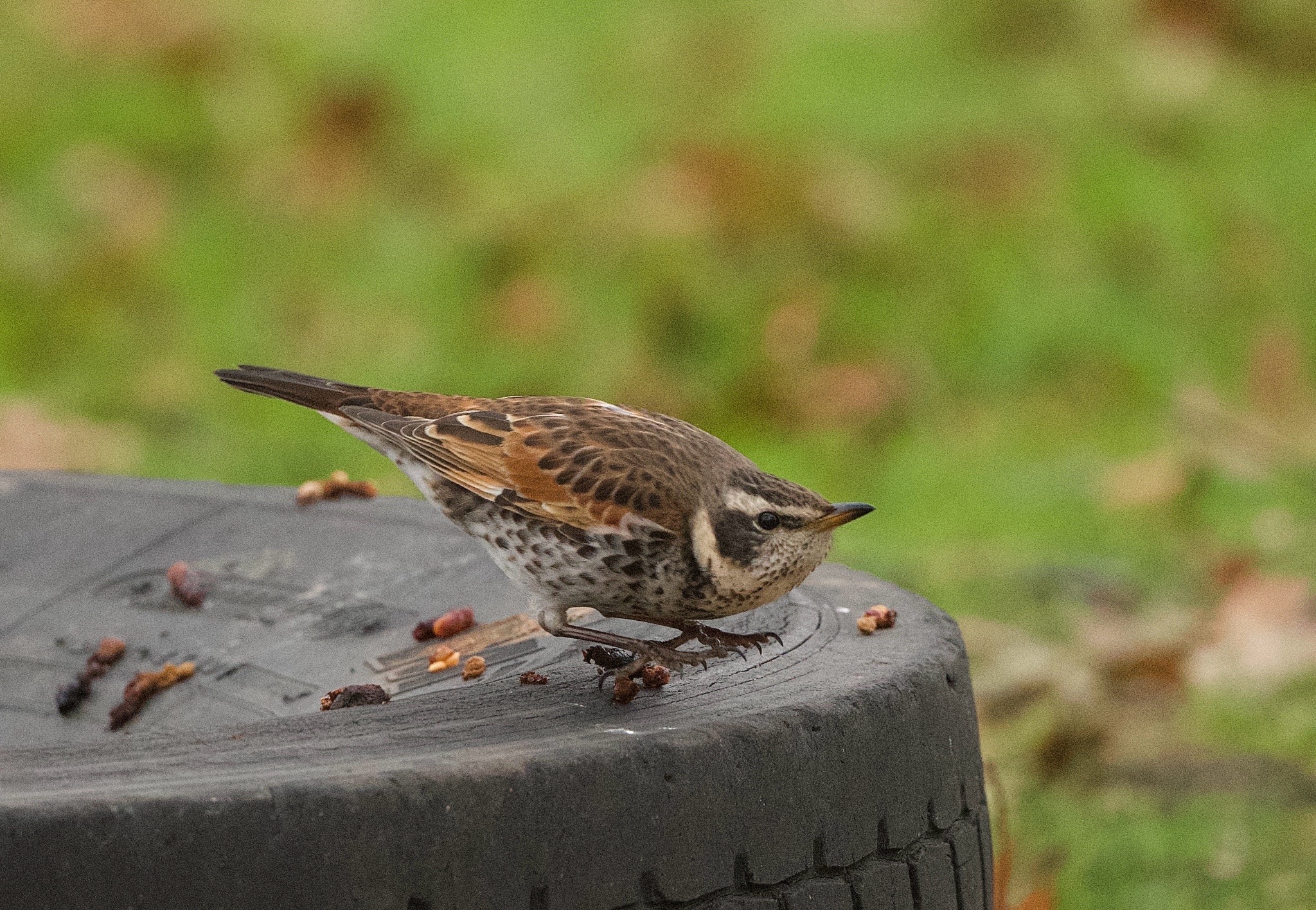 Dusky Thrush (Turdus eunomus), photo 4