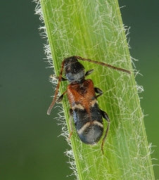 Foto af Prydskivebuk (Phymatodes alni) | Standardfoto