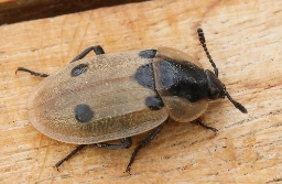 Foto af Fireplettet ådselbille (Dendroxena quadrimaculata) | Standardfoto