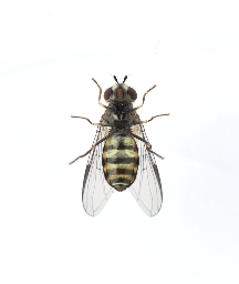 Foto af Krumplettet skovsvirreflue (Dasysyrphus lenensis) | Hun