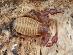 Foto af Chernes cimicoides (Chernes cimicoides) | Hun