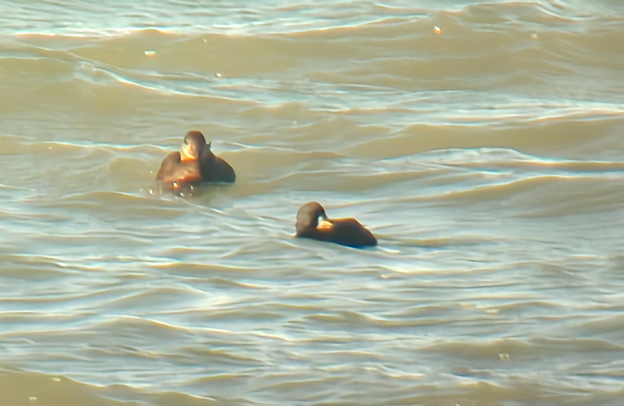 Common Scoter (Melanitta nigra), photo 8