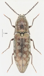 Foto af Actenicerus sjaelandicus (Actenicerus sjaelandicus) | Standardfoto