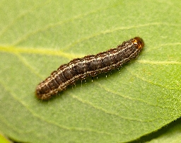 Foto af Vatret bladmåler (Hydriomena furcata) | Larve