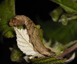 Foto af Rosenplet (Thyatira batis) | Larve