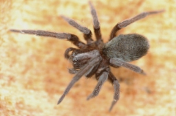 Foto af Titanoeca veteranica (Titanoeca veteranica) | Hun