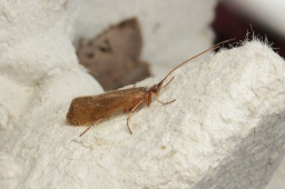 Foto af Limnephilus ignavus (Limnephilus ignavus) | Han