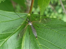 Foto af Tipula luna (Tipula luna) | Hun