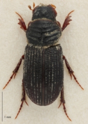 Foto af Rhyssemus germanus (Rhyssemus germanus) | Standardfoto