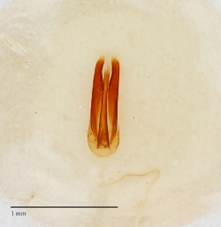 Foto af Dermestes gyllenhalii (Dermestes gyllenhalii) | Danmarks BilleBank - danbiller.dk