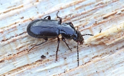 Foto af Brunbenet jordløber (Pterostichus diligens) | Standardfoto