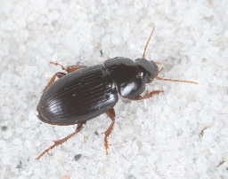 Foto af Dværgsandløber (Harpalus pumilus) | Standardfoto