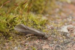 Foto af Hydropsyche angustipennis (Hydropsyche angustipennis) | Hun