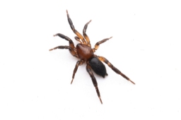 Foto af Rød ninja (Zelotes electus) | Han