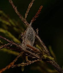 Foto af Brunlig metalvinge (Rhagades pruni) | Puppe