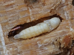 Foto af Procraerus tibialis (Procraerus tibialis) | Puppe