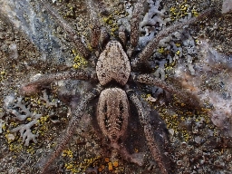 Foto af Berlandina cinerea (Berlandina cinerea) | Han