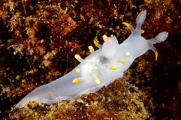 Foto af Ancula gibbosa (Ancula gibbosa) | Standardfoto