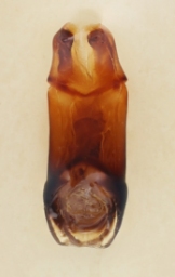 Foto af Lille møggraver (Onthophagus similis) | Danmarks Billebank