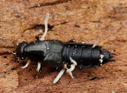 Foto af Philonthus succicola (Philonthus succicola) | Danmarks Billebank