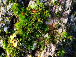 Foto af Hårspidset furehætte (Orthotrichum diaphanum) | Standardfoto