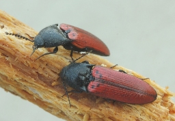 Foto af Stor skovsmælder (Ampedus sanguineus) | Standardfoto