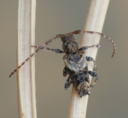 Foto af Løvgråbuk (Pogonocherus hispidus) | Standardfoto