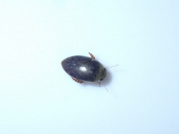 Foto af Laccophilus minutus (Laccophilus minutus) | Standardfoto