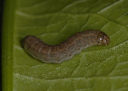 Foto af Stolt landmand (Agrotis bigramma) | Larve
