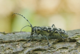 Foto af Stigebuk (Saperda scalaris) | Standardfoto