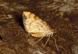 Foto af Blåbær-havemåler (Eulithis populata) | Hun