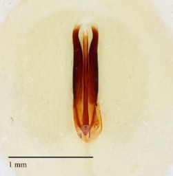 Foto af Klitklanner (Dermestes murinus) | Danmarks BilleBank - danbiller.dk