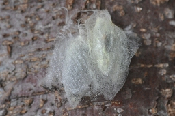 Foto af Ringspinder (Malacosoma neustria) | Puppe