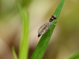 Foto af Mat spydsvirreflue (Baccha elongata) | Hun