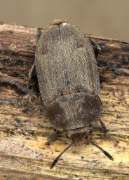 Foto af Matsort ådselbille (Aclypea opaca) | Standardfoto