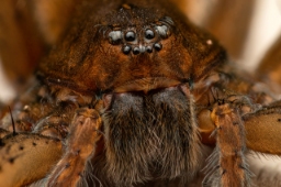 Foto af Dolomedes plantarius (Dolomedes plantarius) | Hun