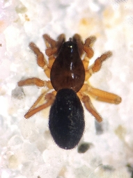 Foto af Walckenaeria monoceros (Walckenaeria monoceros) | Han