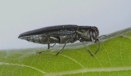Foto af Smal egepragtbille (Agrilus angustulus) | Standardfoto